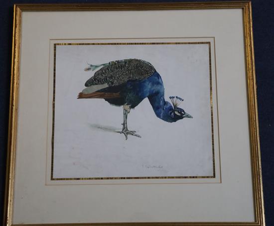 § Edward Julius Detmold (1883-1957) Study of a peacock 9.5 x 11in.